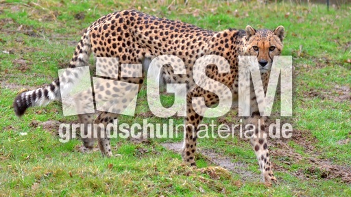 Gepard (4).jpg